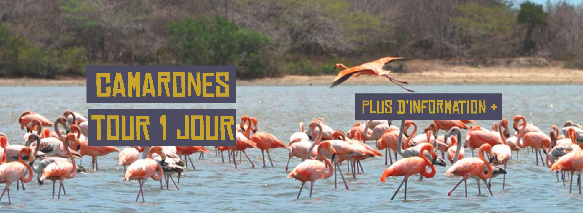 banner-palomino-camarones-frances